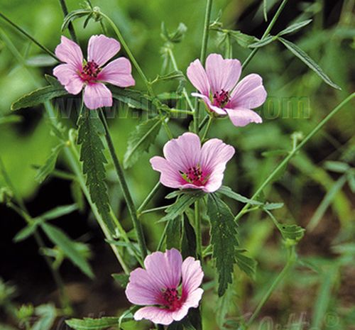 Althaea Cannabina Bruckeveld althaea-cannabina-bruckeveld