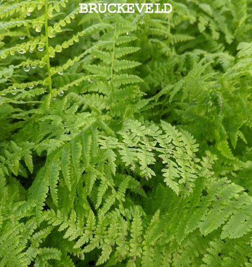 Athyrium filixfemina Bruckeveld