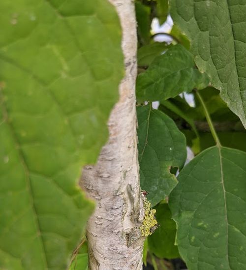 Betula utilis var. jacquemontii' Betula utilis var. jacquemontii'