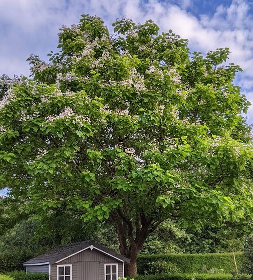 Catalpa bignonioides Catalpa bignonioides