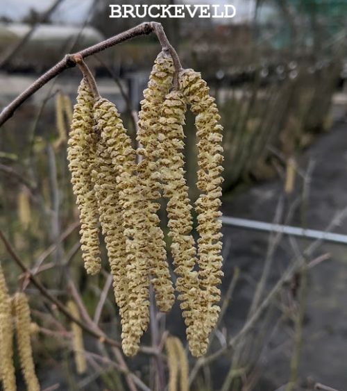 Corylus 'Webb's Prize Cob' HAZELNOOT Corylus 'Webb's Prize Cob' HAZELNOOT