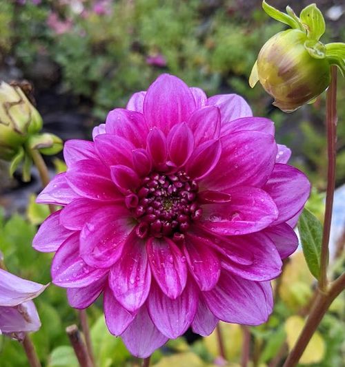 Dahlia &lsquo;Purple Flame | Bruckeveld