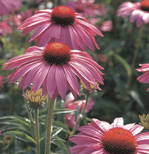 Echinacea purpurea Bruckeveld