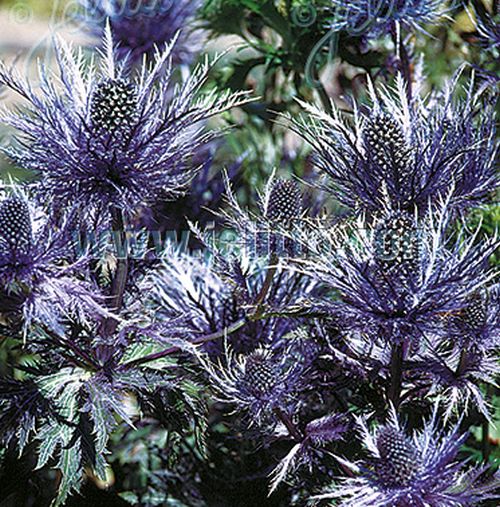 Eryngium alpinum 'Blue Star' Bruckeveld