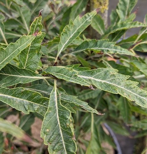Fagus syl. 'Aspleniifolia' Fagus syl. 'Aspleniifolia'