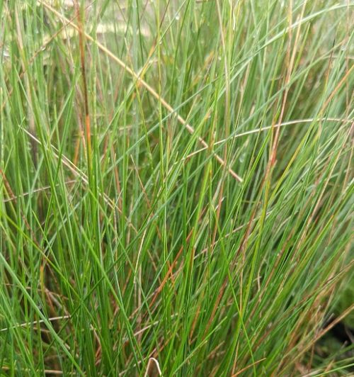 Festuca amethystina Bruckeveld