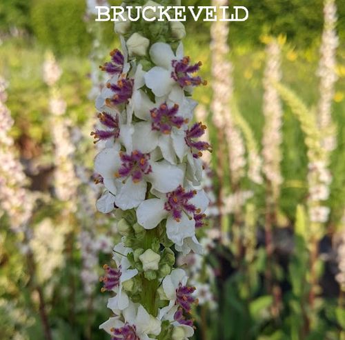 Verbascum Chaixii Album Bruckeveld