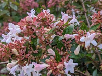 Abelia grandiflora