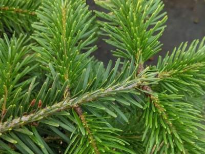 ABIES NORDMANNIANA