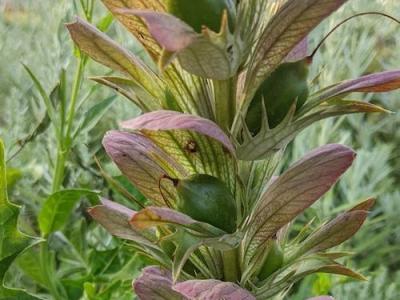 Acanthus hungaricus