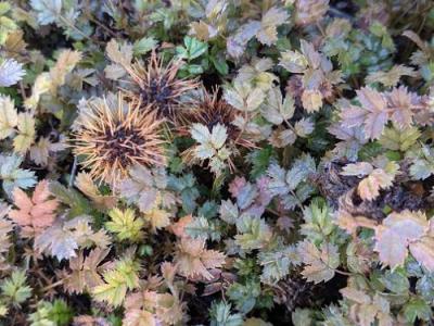 Acaena microphylla 'Kupferteppich'