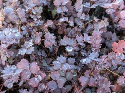 Acaena inermis 'Purpurea'