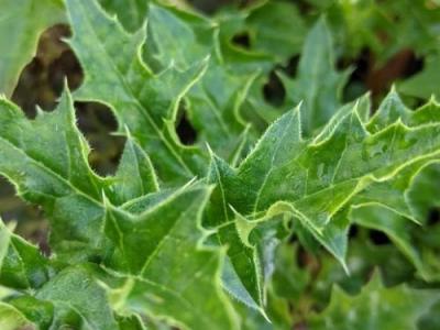 Acanthus spinosus