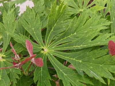 Acer japonicum  'Aconitifolium'