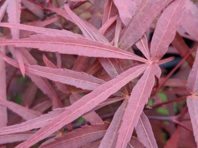 Acer palmatum 'Atrolineare'