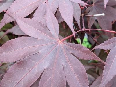 Acer palmatum 'Bloodgood'