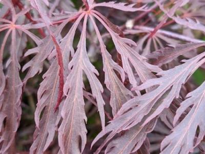 Acer palmatum 'Crimson Queen'