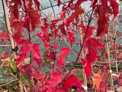 Acer tataricum  'Flame'