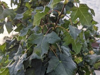 Acer platanoides 'Globosum'