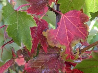 Acer rubrum 'October Glory'