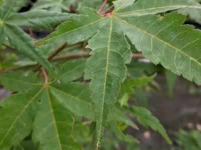 Acer palmatum