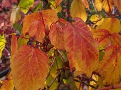 Acer conspicuum 'Red Flamingo'