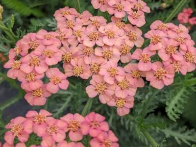 Achillea millefolium 'Apricot Delight'