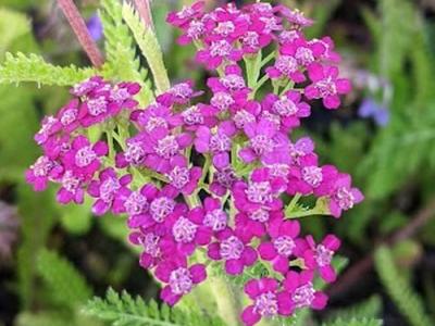 Achillea millefolium 'Cerise Queen'