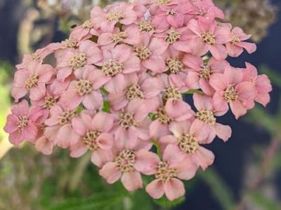 Achillea millefolium 'Lachsschönheit'