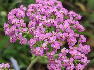 Achillea millefolium 'Lilac Beauty'