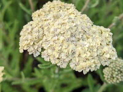 Achillea millefolium 'Mondpagoda'