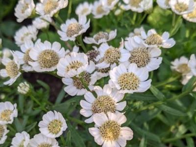 Achillea ptarmica 'Nana Compacta'