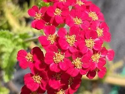 Achillea millefolium 'Paprika'