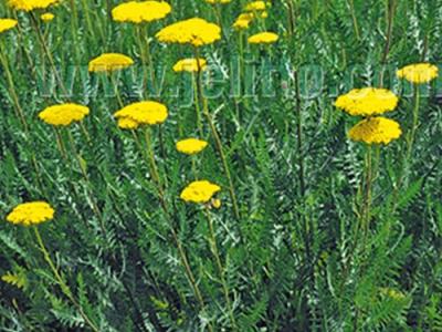 Achillea filipendulina 'Parker'