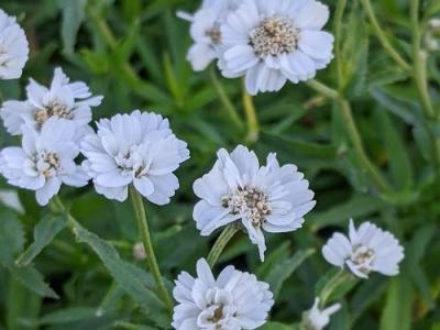 Achillea ptarmica 'Perry's White' (Noblessa)