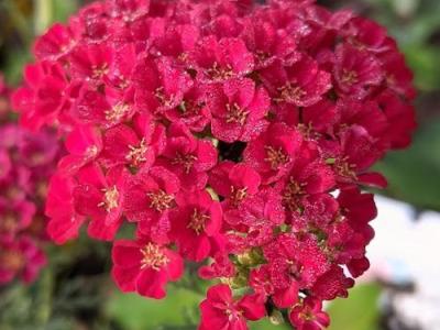 Achillea millefolium 'Pomegranate'