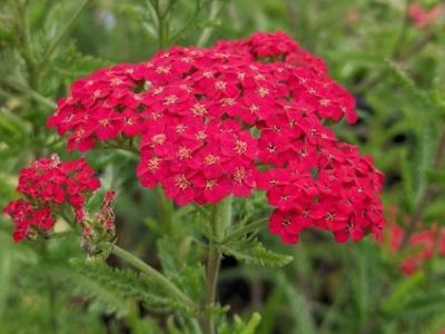 Achillea millefolium 'Red Beauty'