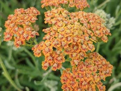 Achillea 'Terracotta'