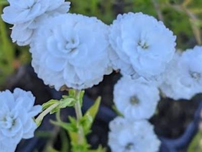 Achillea ptarmica 'The Pearl'