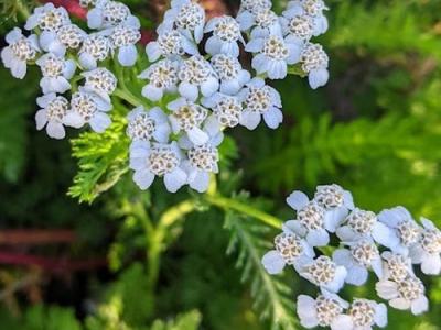 Achillea millefolium 'Weisses Wunder'