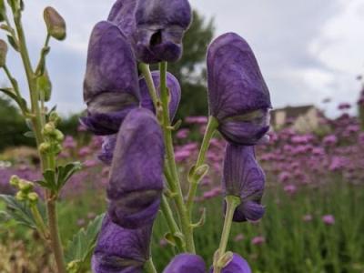 Aconitum carmichaelii 'Arendsii'