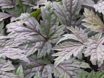 Actaea simplex  'Atropurpurea'