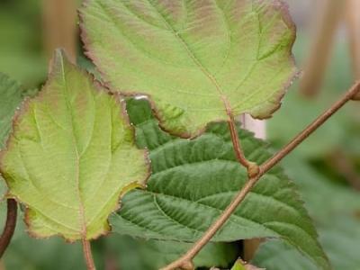 Actinidia kolomikta