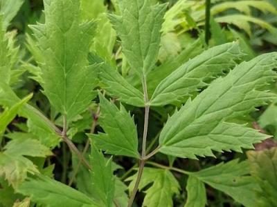 Actaea racemosa