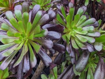 Aeonium arborem 'Zwartkop'