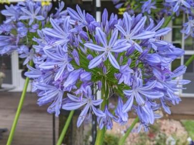 Agapanthus africanus