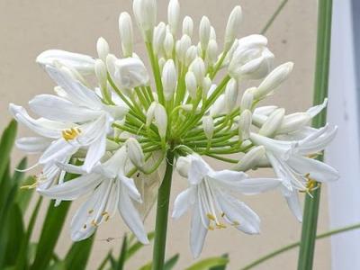 Agapanthus africanus 'Albus'