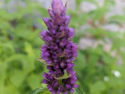 Agastache 'Black Adder'