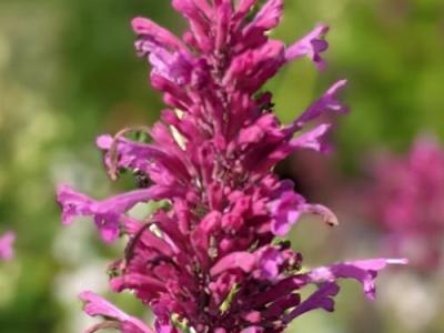 Agastache 'Bolero' (cana)