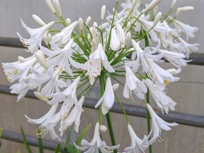 Agapanthus 'Getty White'